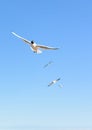 Flock of seagulls flying in the blue sky, with their wings open Royalty Free Stock Photo