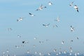 Flock of seagulls flying in a clear blue sky. Natural background Royalty Free Stock Photo