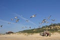 A flock of seagulls Royalty Free Stock Photo