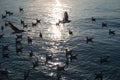 Flock of Seagulls flying and floating on tropical sea in evening at Gulf of Thailand, Bang Pu recreation centre