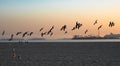A flock of seagulls flying in long beach sky Royalty Free Stock Photo