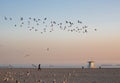 A flock of seagulls flying in long beach sky