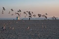 A flock of seagulls flying in long beach sky Royalty Free Stock Photo