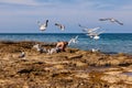 Flock of seagulls flying near the man cleaning fish on the beach