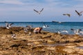 Flock of seagulls flying near the man cleaning fish on the beach