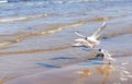 Flock of seagulls flying off above the water, heading to the left Royalty Free Stock Photo