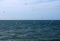 A flock of seagulls flying over a calm deep blue sea with bright blue sunny summer sky Royalty Free Stock Photo