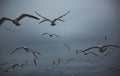 A flock of seagulls flying over the city on overcast days in Dalian, Liaoning Province, China