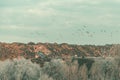 Flock of seagulls flying over large garbage landfill in winter