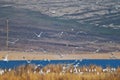 Flock of seagulls flying over the nesting place Royalty Free Stock Photo