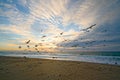 Flock of seagulls flying over the ocean  at sunset, beautiful cloudy sky Royalty Free Stock Photo