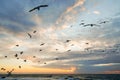 Flock of seagulls flying over the sea, colorful cloudy sky at sunset Royalty Free Stock Photo