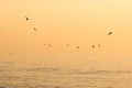 Flock of the seagulls flying over the sea with nice golden background Royalty Free Stock Photo