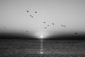 Autumn seascape at dawn in black and white Royalty Free Stock Photo