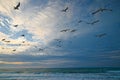 Flock of seagulls flying over the sea at sunset with beautiful cloudy sky on background Royalty Free Stock Photo