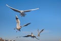 A flock of seagulls flying over the water, catching bread Royalty Free Stock Photo