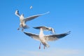 A flock of seagulls flying over the water, catching bread Royalty Free Stock Photo