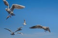 A flock of seagulls flying over the water, catching bread Royalty Free Stock Photo