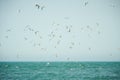 Flock of seagulls flying over water of the irish sea.