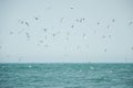 Flock of seagulls flying over water of the irish sea.