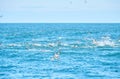 Flock of seagulls flying over water of the irish sea.