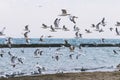 Flock of seagulls flying over the water and landing on the beach Royalty Free Stock Photo