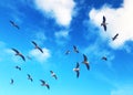 Flock of seagulls flying in the sky on a blue background