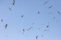 A flock of seagulls flying in the sky Royalty Free Stock Photo