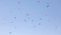 A flock of seagulls flying in the sky Royalty Free Stock Photo