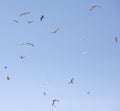 A flock of seagulls flying in the sky Royalty Free Stock Photo