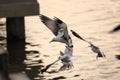 Flock of seagulls flying in the sky over sea during sunset Science name is Charadriiformes Laridae . Selective focus and shallo