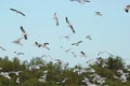 Flock of seagulls flying in the sky Science name is Charadriiformes Laridae .