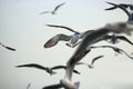 Flock of seagulls flying in the sky Science name is Charadriiformes Laridae . Selective focus and shallow depth of field.