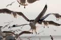 Flock of seagulls flying in the sky Science name is Charadriiformes Laridae . Selective focus and shallow depth of field.