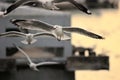 Flock of seagulls flying in the sky during sunset Science name is Charadriiformes Laridae . Selective focus and shallow depth o
