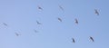 A flock of seagulls flying in the sky Royalty Free Stock Photo