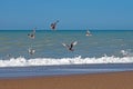 A flock of seagulls hunt for prey on the Danish North Sea coast