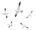 Flock of seagulls isolated on white background