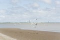 Flock of seagulls, kelp gulls, larus dominicanus, flying on the beach Royalty Free Stock Photo