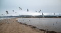 Flock of Seagulls [Laridae] in flight at McGrath state park marsh estuary nature preserve - Santa Clara river - Ventura USA