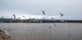 Flock of Seagulls [Laridae] in flight at McGrath state park marsh estuary nature preserve - Santa Clara river - Ventura USA