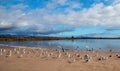 Flock of Seagulls [Laridae] in flight at McGrath state park marsh estuary nature preserve - Santa Clara river - Ventura USA Royalty Free Stock Photo