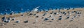 Lone Seagull flying over flock of seagulls [Laridae] at McGrath state park Santa Clara river mouth marsh at Ventura California USA