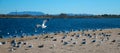 Lone Seagull flying over flock of seagulls [Laridae] at McGrath state park Santa Clara river mouth marsh at Ventura California USA