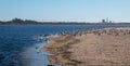 Flock of Seagulls [Laridae] at McGrath state park estuary where the Santa Clara river meets the Pacific at Ventura California USA Royalty Free Stock Photo