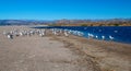 Flock of Seagulls [Laridae] at McGrath state park estuary where the Santa Clara river meets the Pacific at Ventura California USA Royalty Free Stock Photo