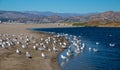 Flock of Seagulls [Laridae] at McGrath state park estuary where the Santa Clara river meets the Pacific at Ventura California USA Royalty Free Stock Photo