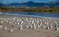 Flock of Seagulls [Laridae] at McGrath state park estuary where the Santa Clara river meets the Pacific at Ventura California USA