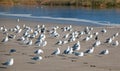 Flock of Seagulls [Laridae] at McGrath state park estuary where the Santa Clara river meets the Pacific at Ventura California USA Royalty Free Stock Photo