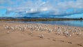 Flock of Seagulls [Laridae] at McGrath state park estuary where the Santa Clara river meets the Pacific at Ventura California USA Royalty Free Stock Photo
